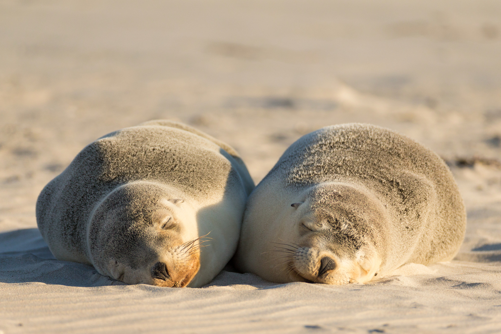 Wonders of Kangaroo Island